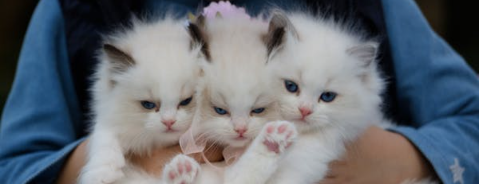 pet grooming