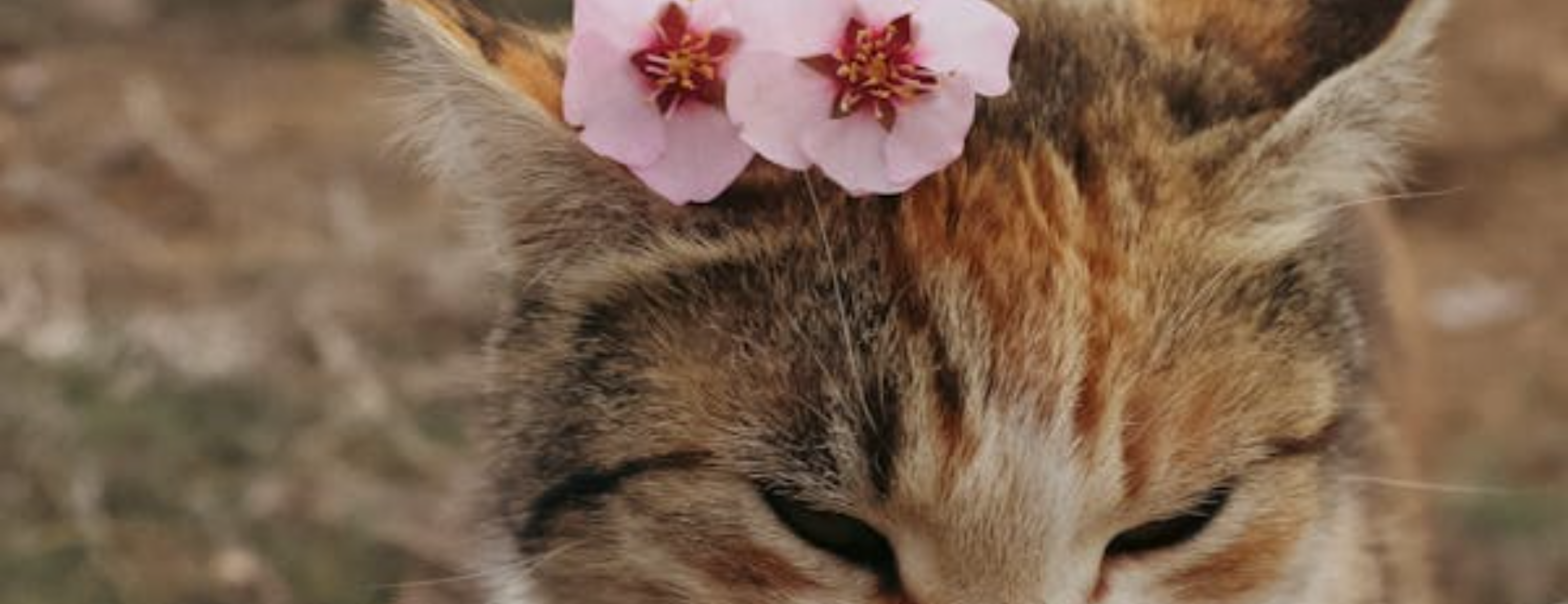 pet grooming