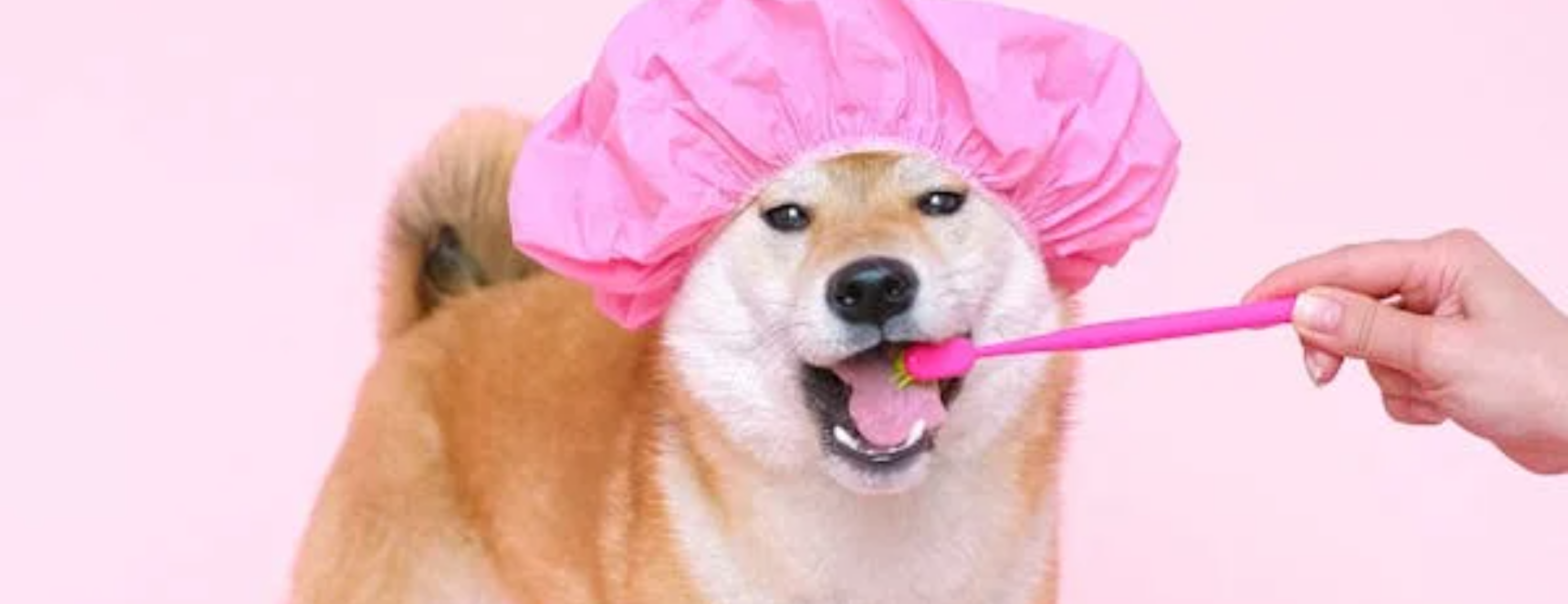 Pet dental hygiene by Pet Groomly