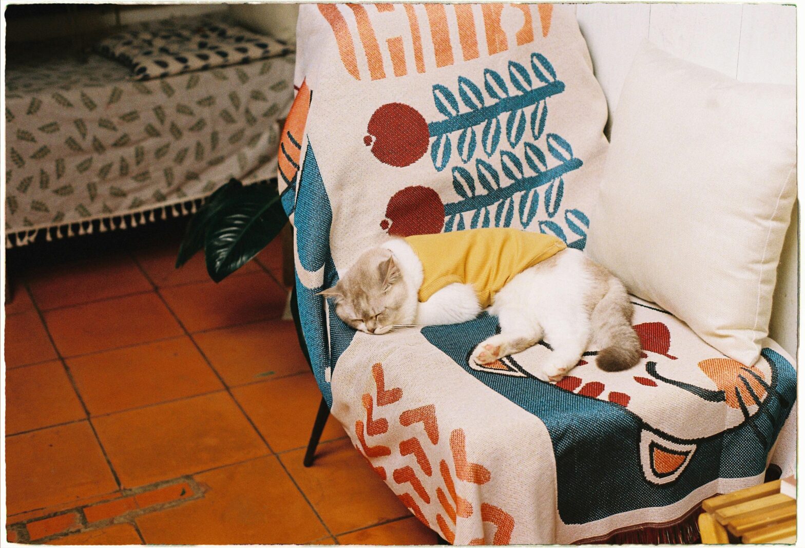 pexels meomupmofilm 2153775418 33224329