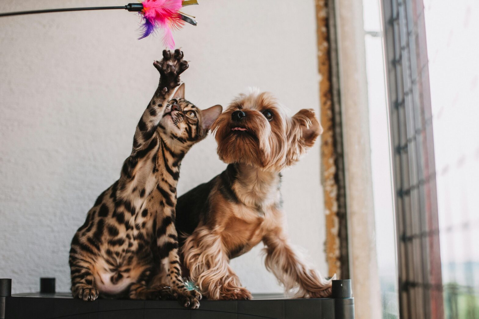 cats dogs